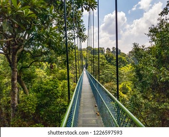 Tree Top Walk Singapore