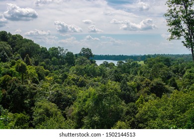 Tree Top Walk In Singapore View