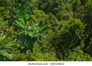 Tree Top Walk View In Singapore