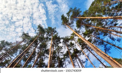 Tree tops against blue sky. Pine forest is a natural resource. 
