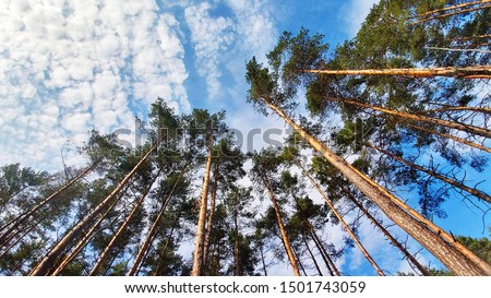 Tree tops against blue sky. Pine forest is a natural resource. 