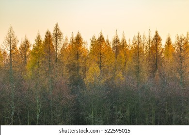 Tree Tops Of Autumnal Forest. Close Up Of Trees.