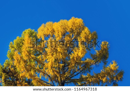 Tree tops of autumnal forest. Close up of trees. yellow the tops of the trees in the fall