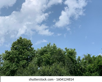 Tree Tops And A Bright Blue Sky With Some Clouds