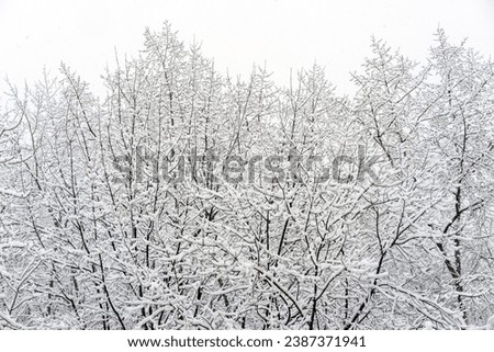 Tree tops covered with snow against the background of a cloudy sky and falling snow, tree branches covered with white snow, winter morning in the mountains, snow-covered branches