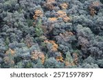 Tree tops during autumn in Colfax, California on Steven