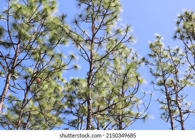 Tree Tops Of Florida Longleaf Pine Trees