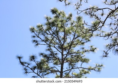 Tree Tops Of Florida Longleaf Pine Trees