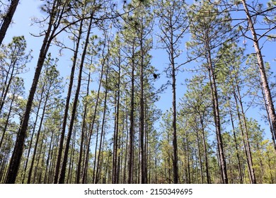 Tree Tops Of Florida Longleaf Pine Trees