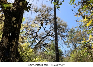 Tree Tops Of Florida Longleaf Pine Trees