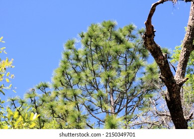 Tree Tops Of Florida Longleaf Pine Trees