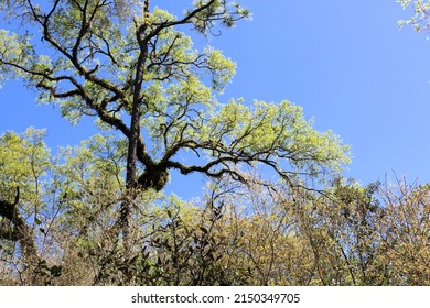 Tree Tops Of Florida Longleaf Pine Trees