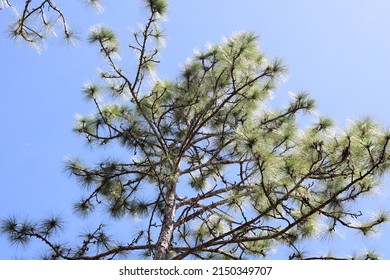 Tree Tops Of Florida Longleaf Pine Trees