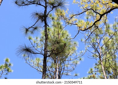 Tree Tops Of Florida Longleaf Pine Trees