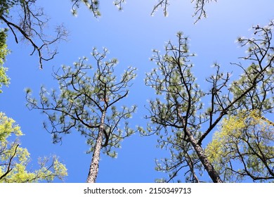 Tree Tops Of Florida Longleaf Pine Trees