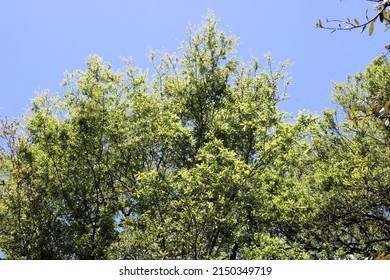 Tree Tops Of Florida Longleaf Pine Trees