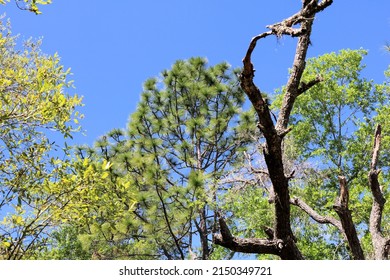 Tree Tops Of Florida Longleaf Pine Trees