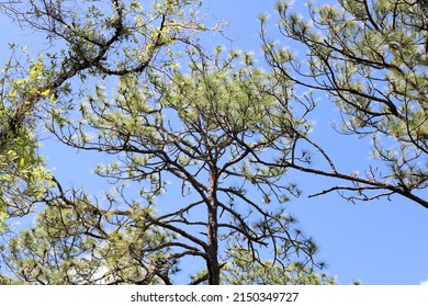 Tree Tops Of Florida Longleaf Pine Trees