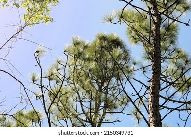 Tree Tops Of Florida Longleaf Pine Trees