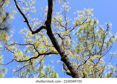 Tree Tops Of Florida Longleaf Pine Trees