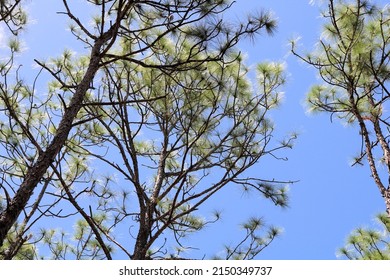 Tree Tops Of Florida Longleaf Pine Trees