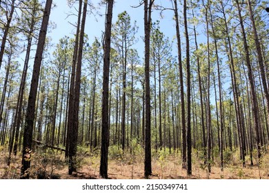 Tree Tops Of Florida Longleaf Pine Trees