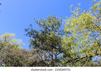 Tree Tops Of Florida Longleaf Pine Trees