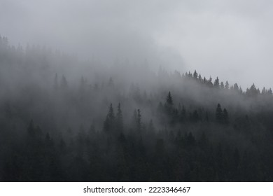 Tree Tops In The Foggy Sprouse Forest In The Mountain, Durmitor National Park, Montenegro, Vintage, Dark Autumn Scene