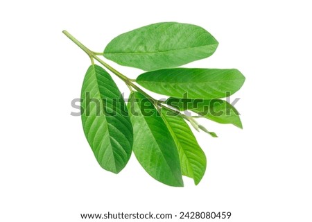 Tree tops of guava leaf isolated on white background.