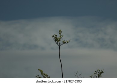 Tree tops on a cloud background