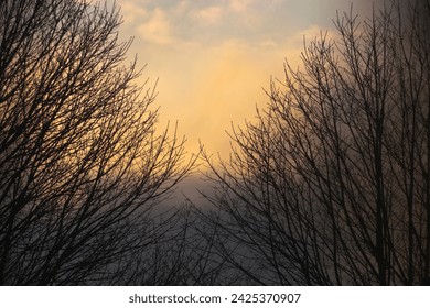 tree tops and orange sky