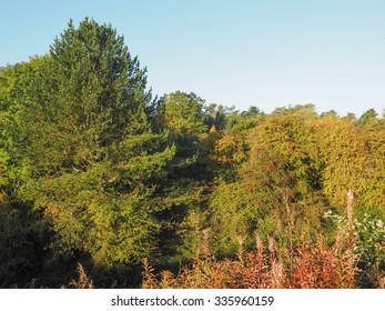 Tree Tops Over The Blue Sky In Autumn