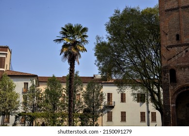 Tree Tops And A Palm Among Buildings On A Sunny Day