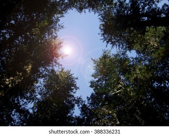 Tree tops to sky