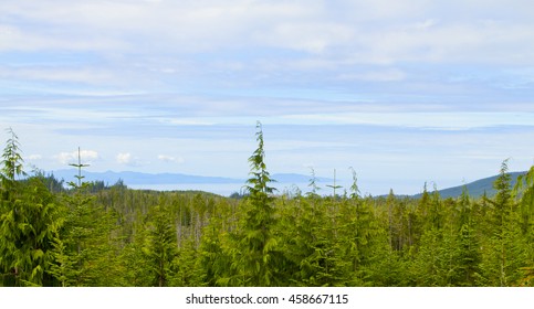 tree tops in the sky 