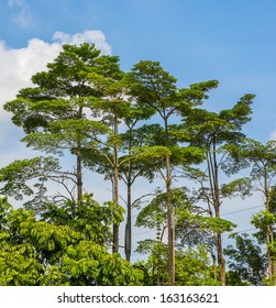 Tree Tops In A Tropical Jungle