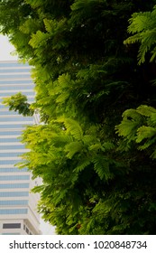 Tree and tower Blur Background