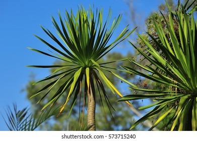 Tree For Transplanting, (Yucca, Furcraea Bedinghausiis )