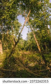 Tree Triangle in the Nighttime Forestscape