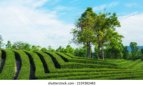 Tree Trim Of A Bush Is Stacked For Decorated At Landscape Of The Garden Or Park And Walkway For Tourist To Relax On Holiday.  