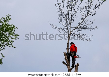 Tree trimmer cutting the branches of a tree with a chainsaw