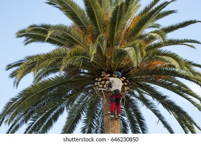 Tree Trimmer Pruning A Palm Tree