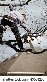 Tree Trimming 1