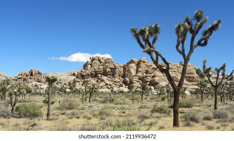 Tree Trippers (Joshua Tree) 
Facing A Big Decision And Head Out Of Town To Contemplate Your Next Move. 