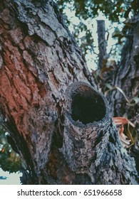 tree trunk