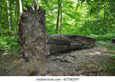 Tree trunk