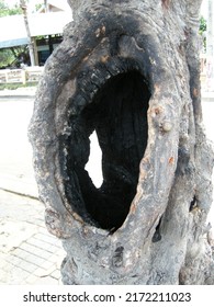   Tree Trunk.  Nature’s Abstract Art On This Mature Tree Trunk Here Along A City Street In Jomtien, Thailand                            