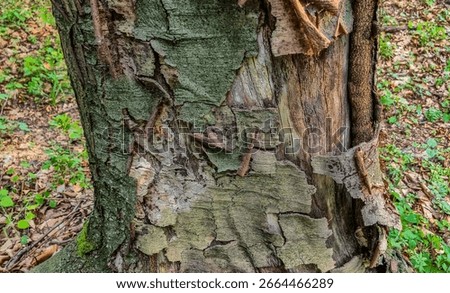 Tree trunk affected by an unknown influence