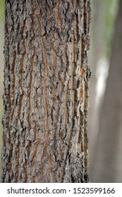 a tree trunk. amazing texture bark