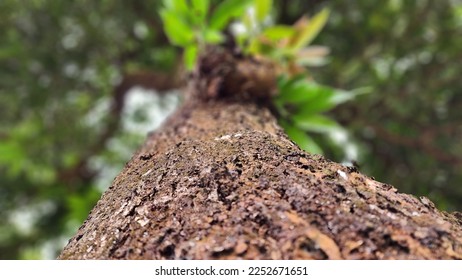 Tree trunk from the amazon rainforest in Brazil. - Shutterstock ID 2252671651